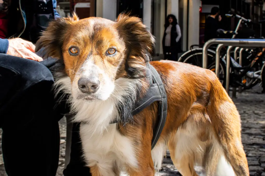 fotografía de perros en la calle