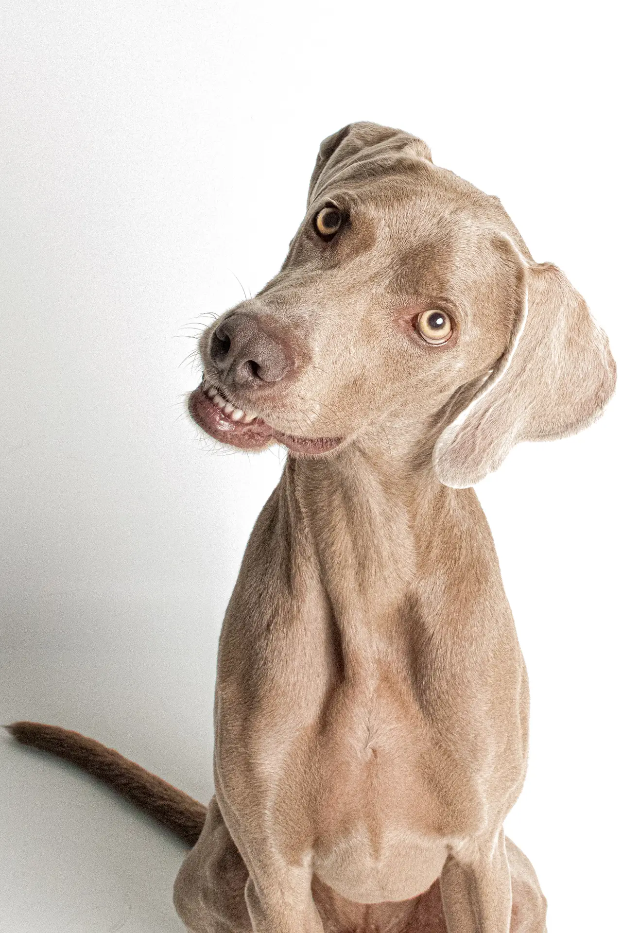 Kobe y Aída · Fotografía de perros en Cádiz