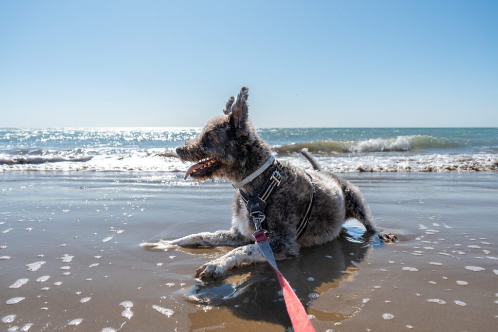 fotografía de perros Cádiz