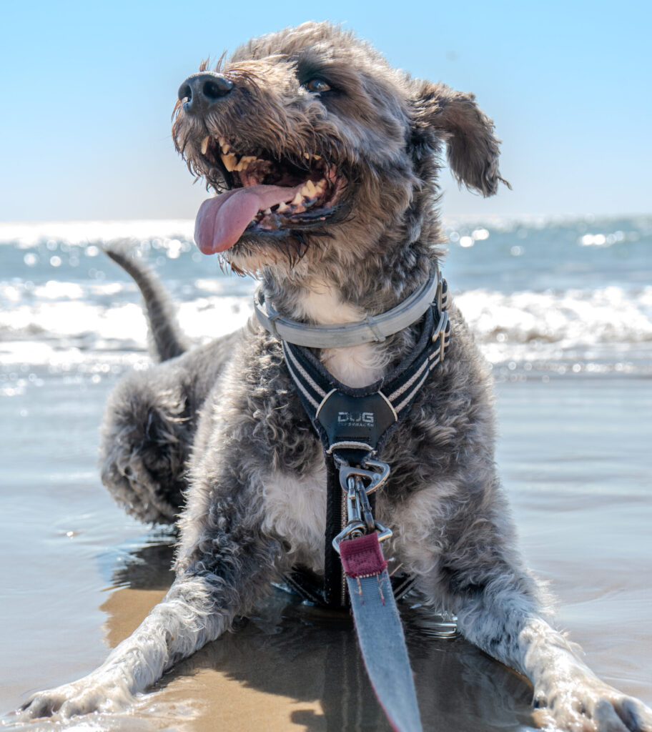fotografía de perros en Cádiz - playa