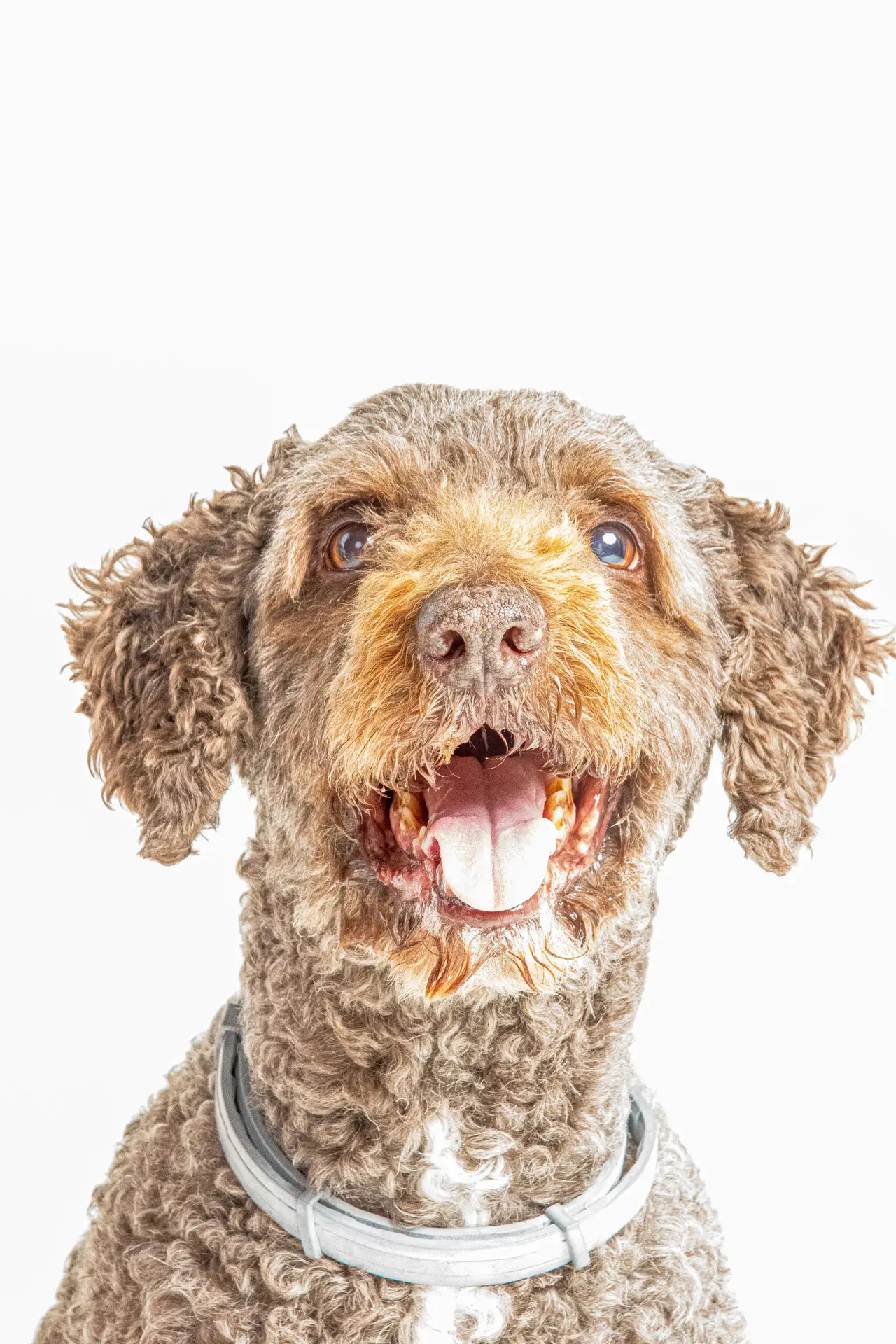 Rocky y David · Fotografía de mascotas en Cádiz