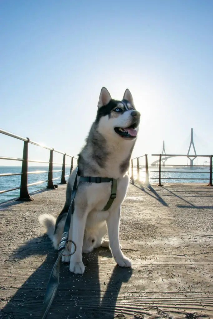 fotografía de perros Cádiz husky